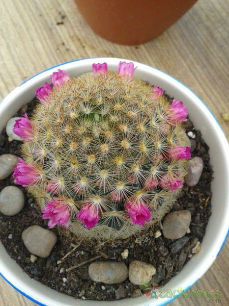 A photo of Mammillaria laui ssp. subducta