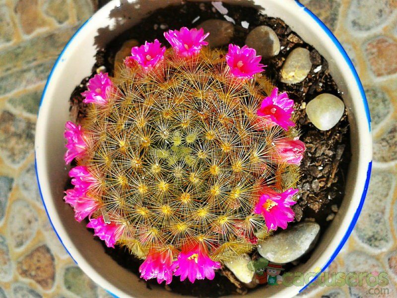 A photo of Mammillaria laui ssp. subducta