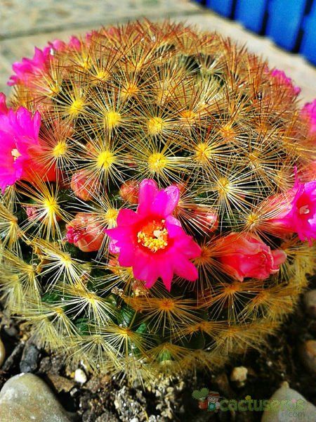 A photo of Mammillaria laui ssp. subducta