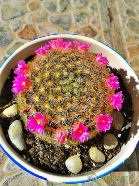 A photo of Mammillaria laui ssp. subducta