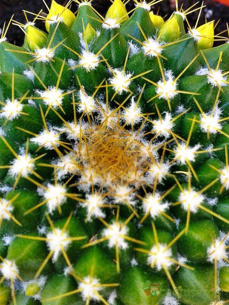 Una foto de Mammillaria marksiana