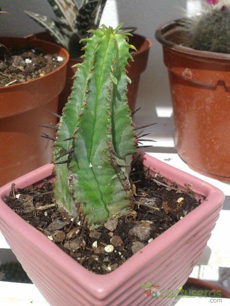 A photo of Euphorbia heptagona
