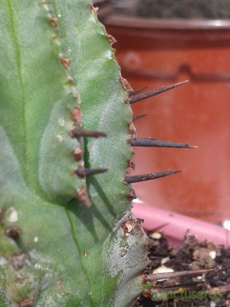Una foto de Euphorbia heptagona