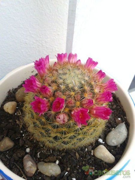 A photo of Mammillaria laui ssp. subducta