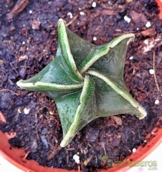 Una foto de Astrophytum myriostigma fma. nudum