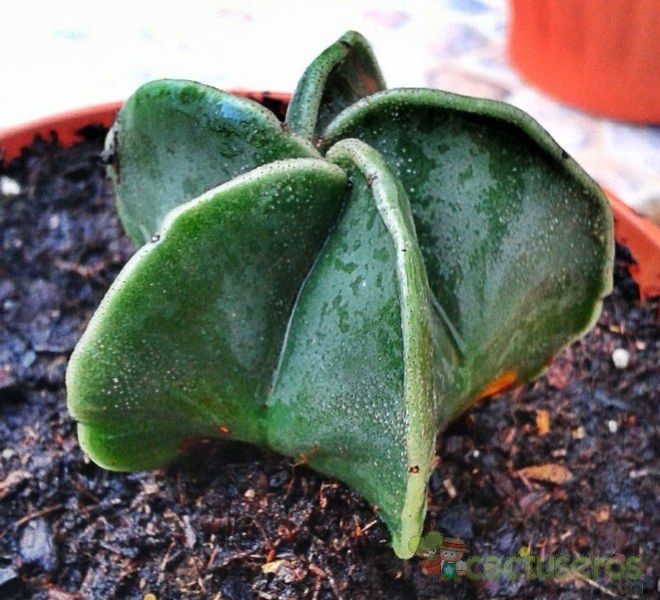 Una foto de Astrophytum myriostigma fma. nudum