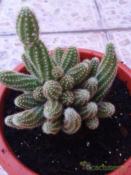 Una foto de Echinopsis chamaecereus