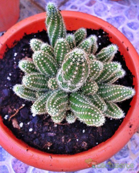 Una foto de Echinopsis chamaecereus