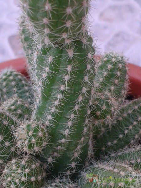Una foto de Echinopsis chamaecereus