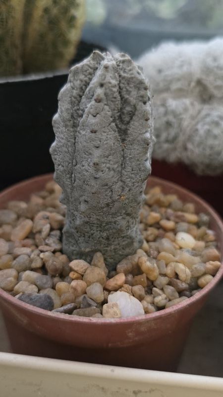 Foto de un cactus que se está identificando actualmente