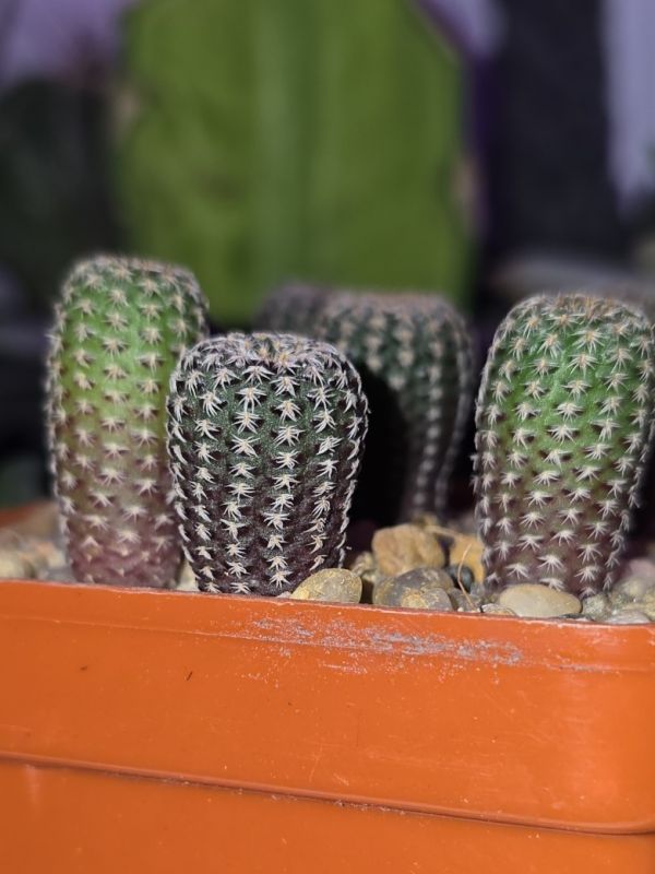 Foto de un cactus que se está identificando actualmente