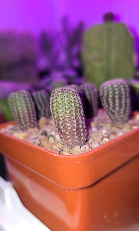 Foto de un cactus que se está identificando actualmente