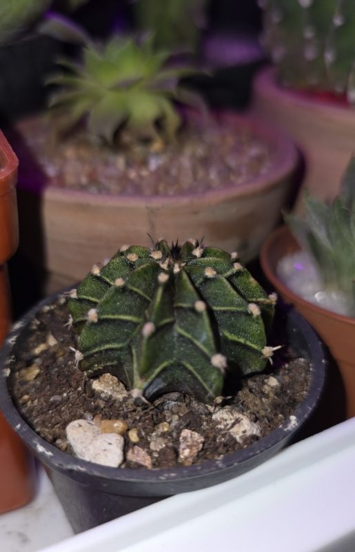 Foto de un cactus que se está identificando actualmente