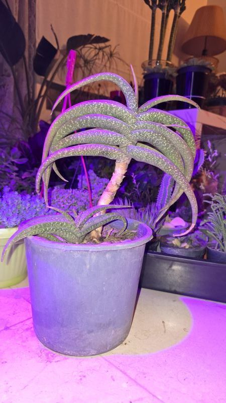 Foto de un cactus que se está identificando actualmente