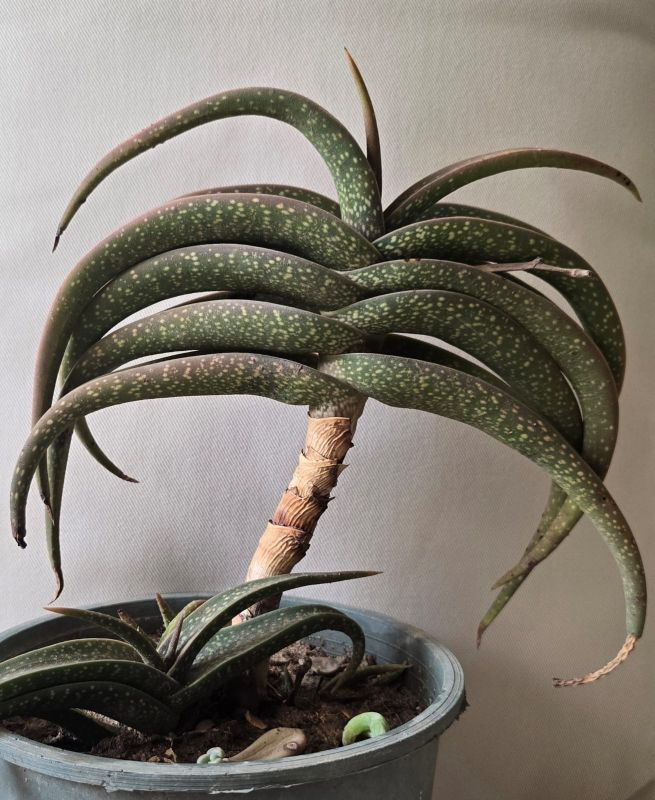 Photo of a cactus currently being identified