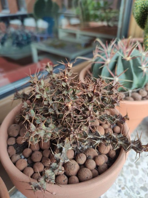 Una foto de Euphorbia lenewtonii  