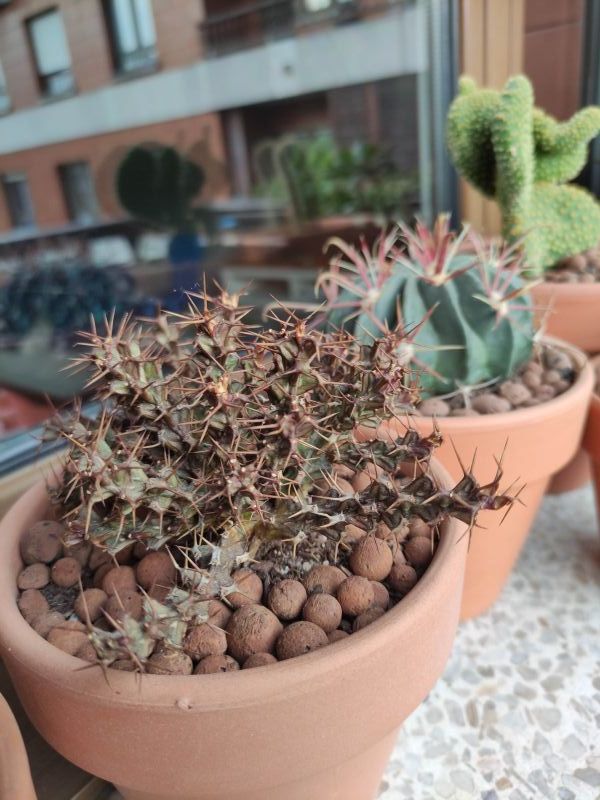 Una foto de Euphorbia lenewtonii  