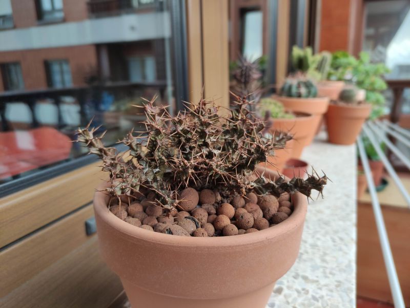 Una foto de Euphorbia lenewtonii  
