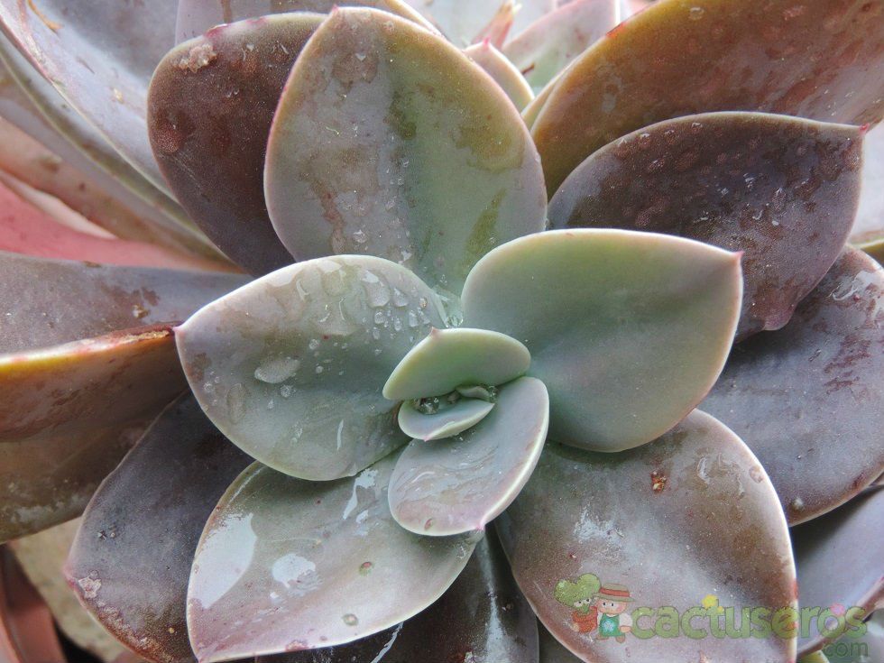 A photo of Echeveria Metallica (Hibrido)