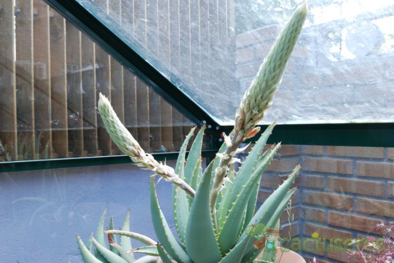 Una foto de Aloe ferox