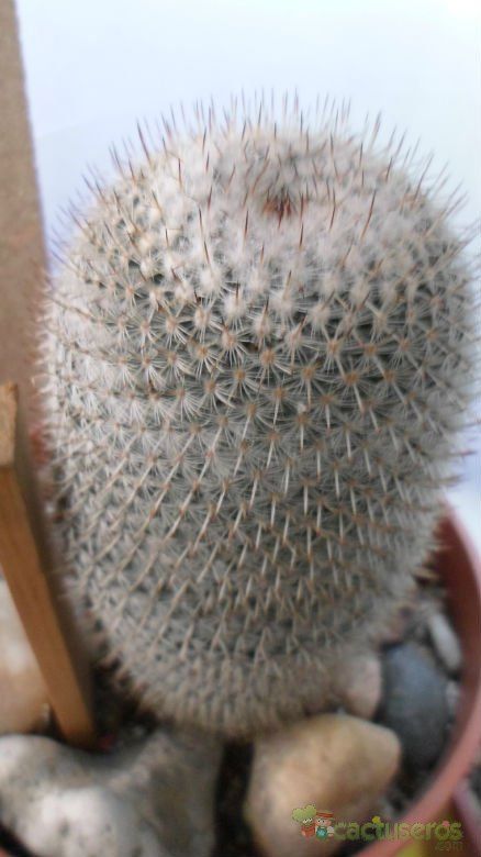 A photo of Mammillaria albilanata ssp. albilanata