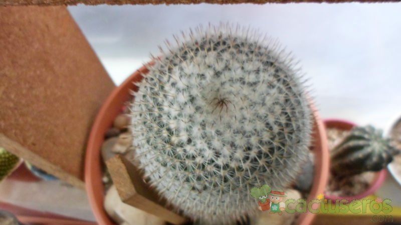 A photo of Mammillaria albilanata ssp. albilanata