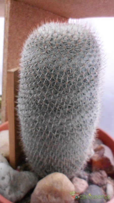 A photo of Mammillaria albilanata ssp. albilanata