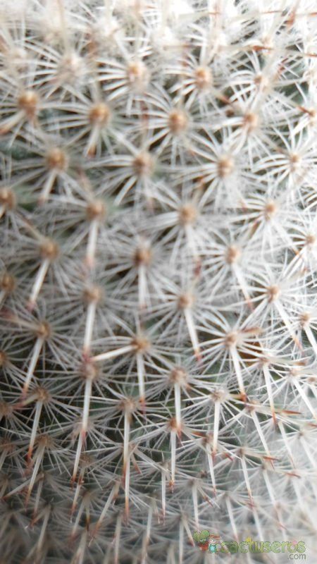 A photo of Mammillaria albilanata ssp. albilanata