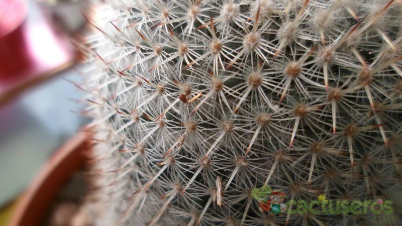 A photo of Mammillaria albilanata ssp. albilanata