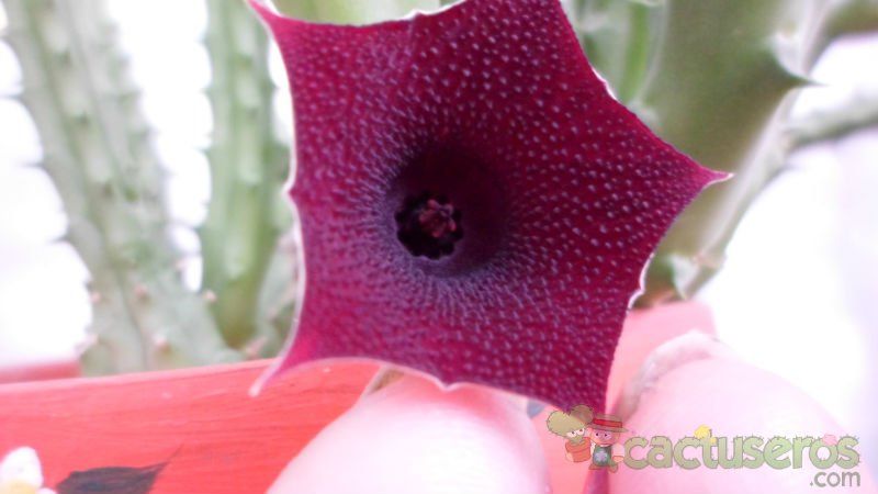 A photo of Huernia aspera