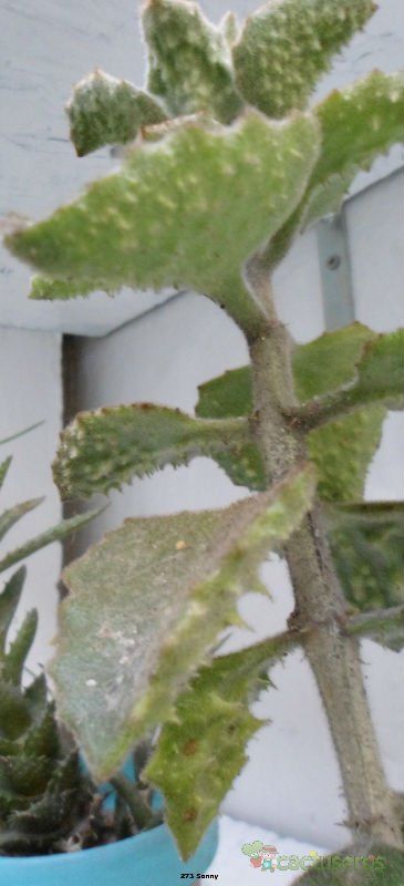 Una foto de Kalanchoe beharensis cv. fang