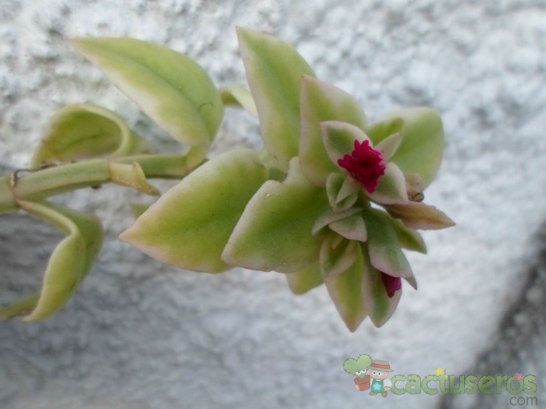Una foto de Mesembryanthemum cordifolium fma. variegada