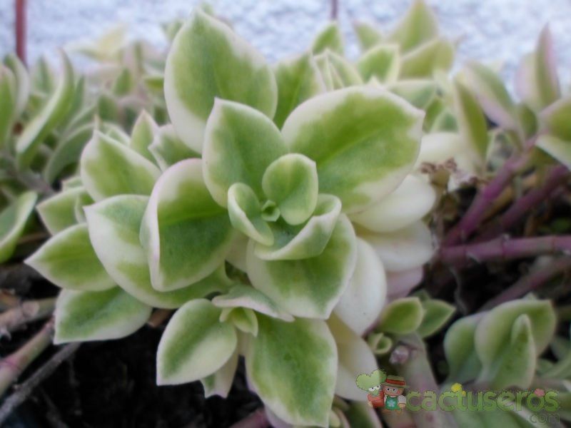 A photo of Mesembryanthemum cordifolium fma. variegada