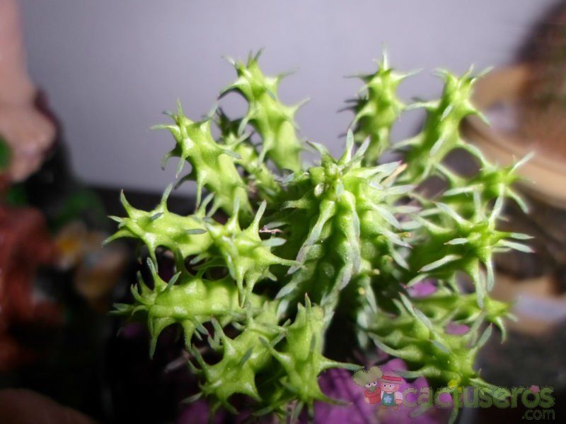 Una foto de Euphorbia fimbriata