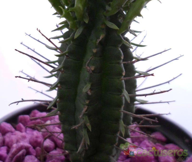 Una foto de Euphorbia fimbriata