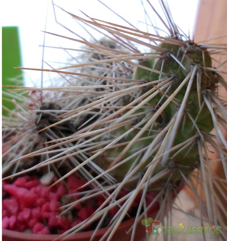 A photo of Tunilla microdisca