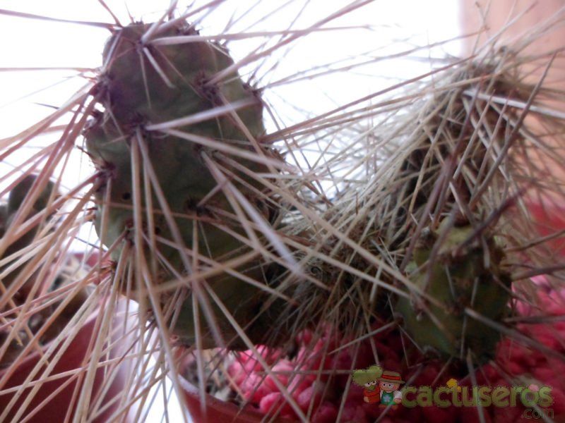 A photo of Tunilla microdisca