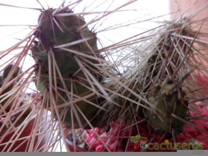 A photo of Tunilla microdisca