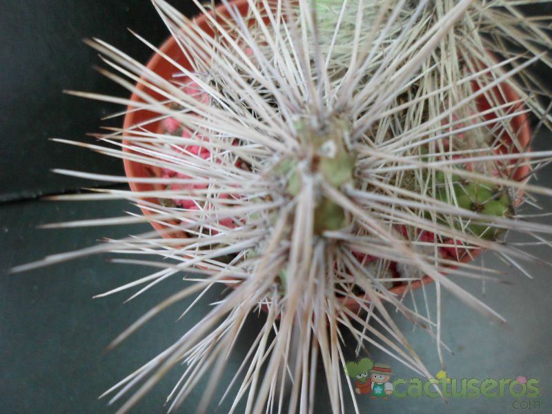 A photo of Tunilla microdisca
