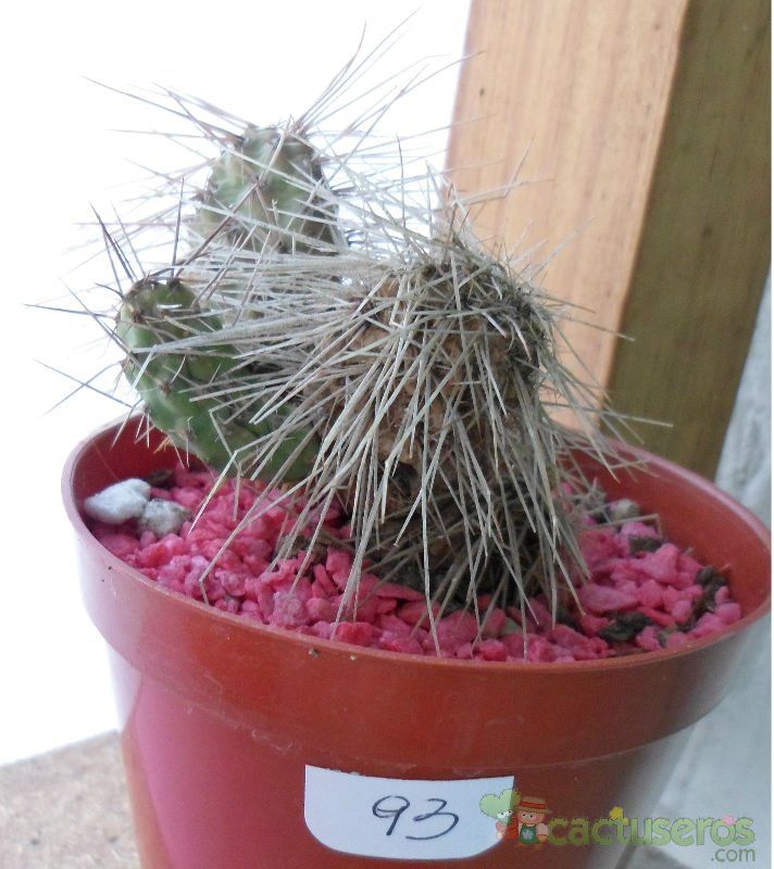 A photo of Tunilla microdisca