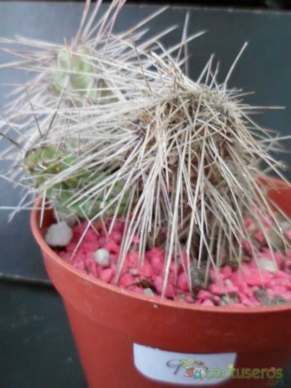 A photo of Tunilla microdisca