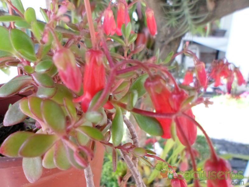 Una foto de Bryophyllum manginii
