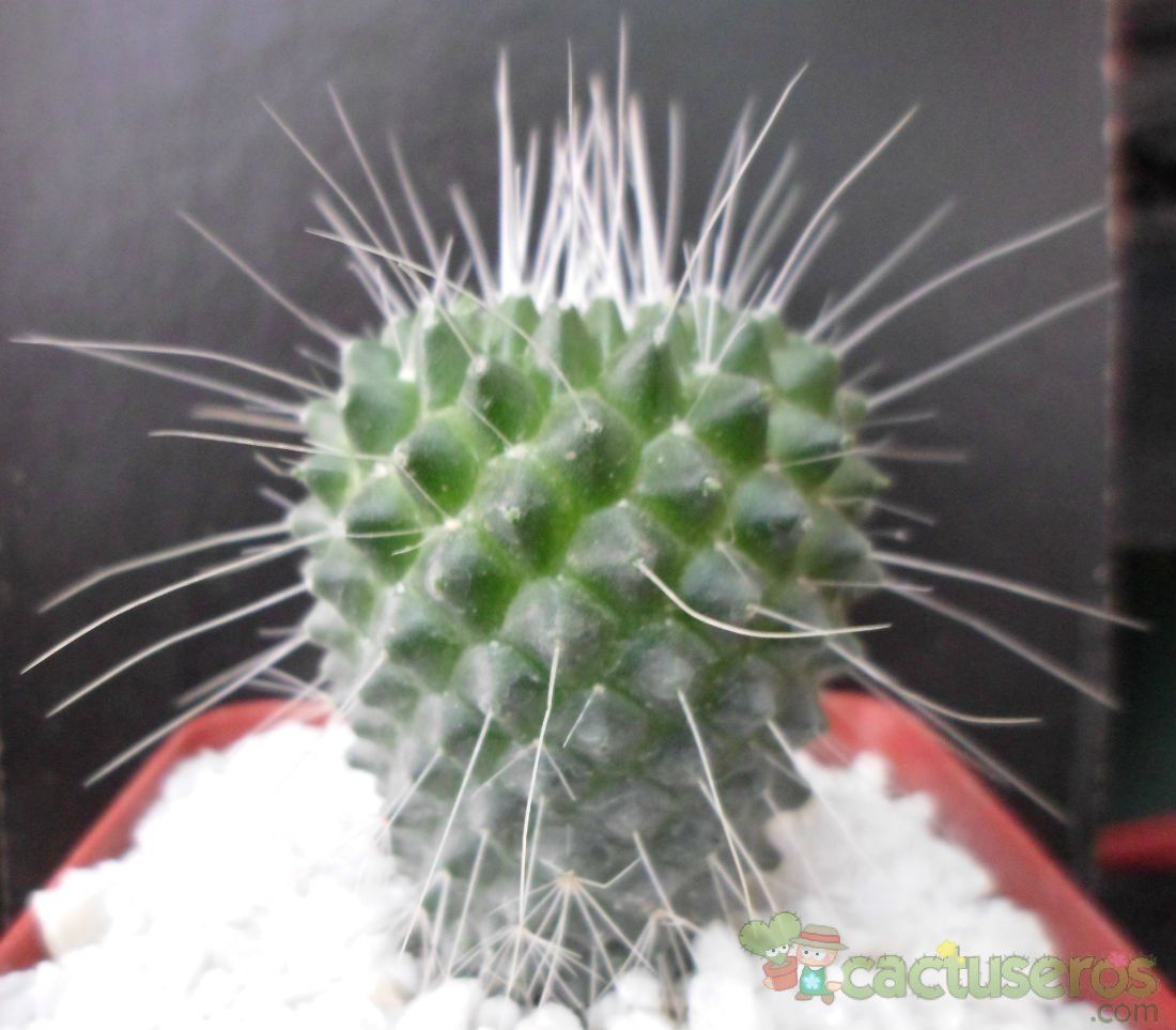 A photo of Mammillaria spinosissima fma. unpico