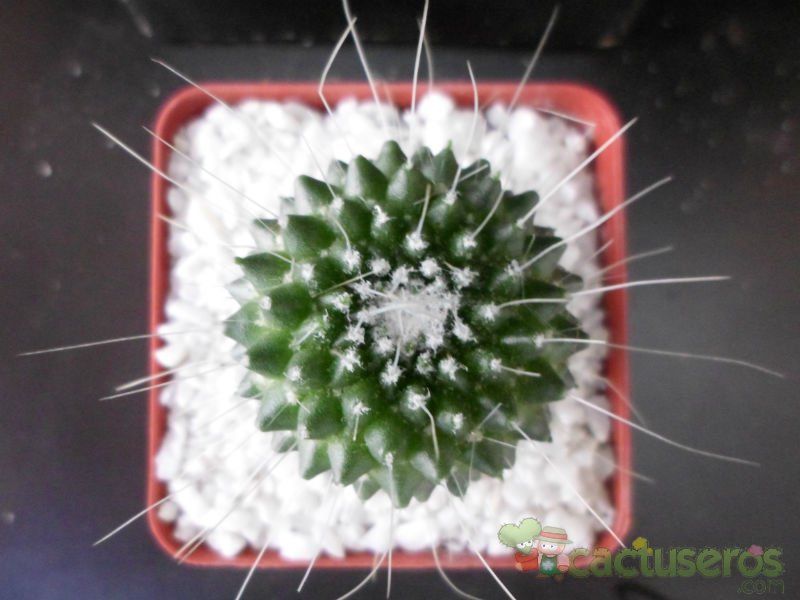 A photo of Mammillaria spinosissima fma. unpico