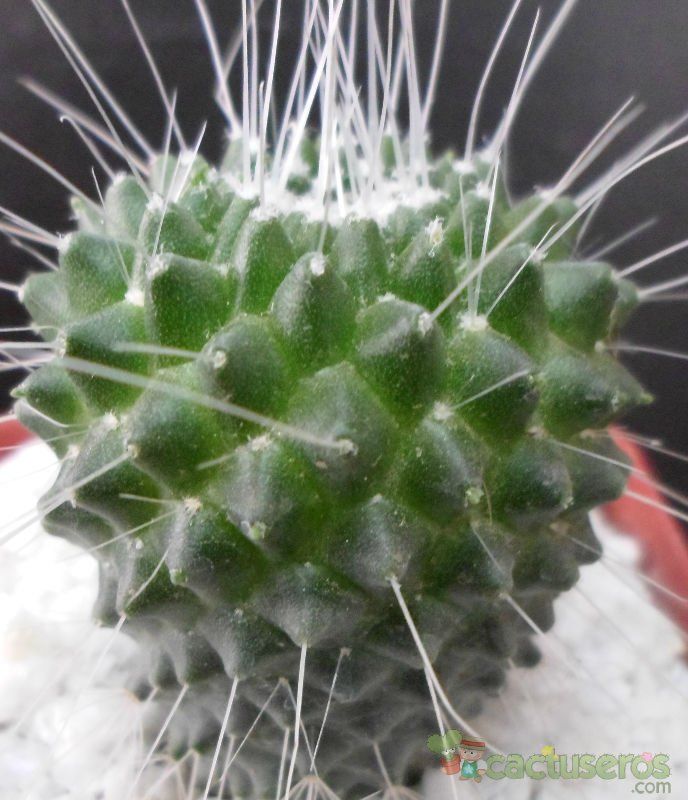 A photo of Mammillaria spinosissima fma. unpico