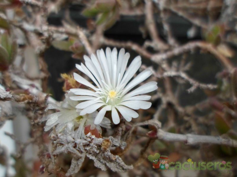 A photo of Delosperma ecklonis  