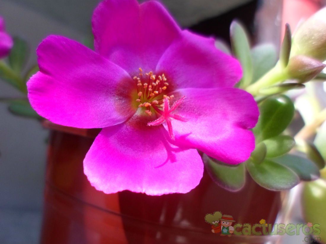 A photo of Portulaca umbraticola