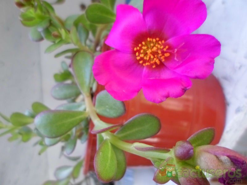 A photo of Portulaca umbraticola