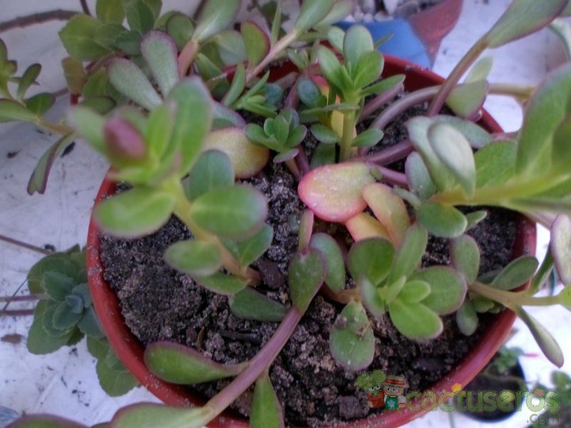A photo of Portulaca umbraticola