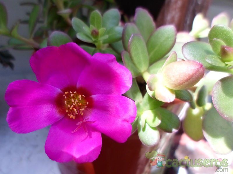 A photo of Portulaca umbraticola